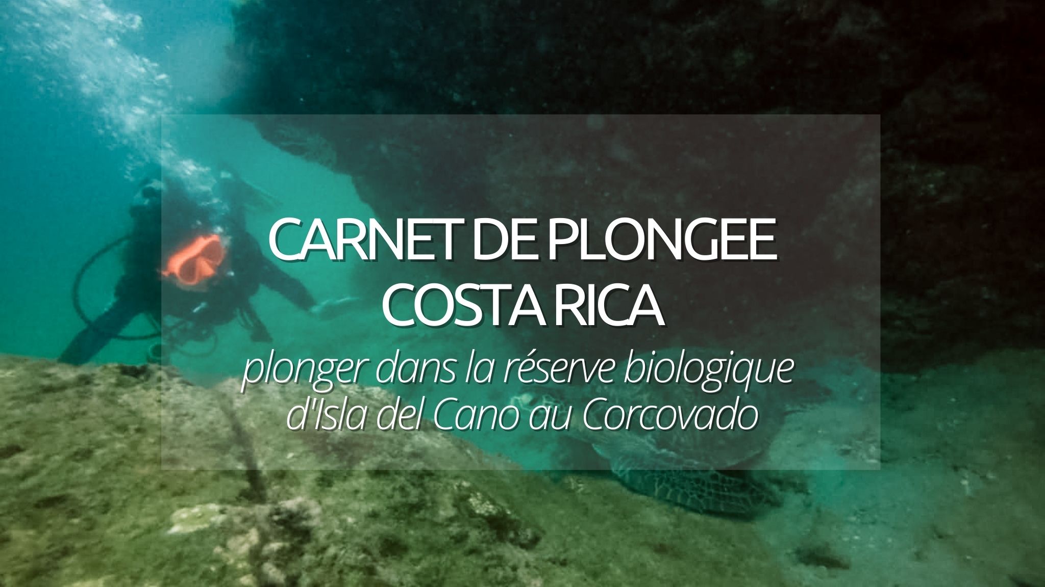 Guide plongée : plonger au Corcovado à Isla del Cano, Costa Rica